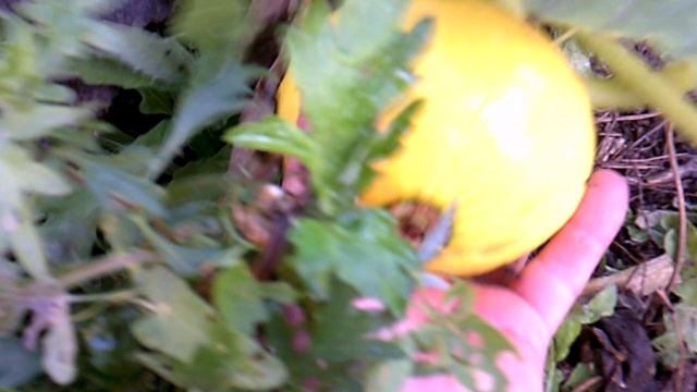 Нашёл ещё одну тыкву сорта "Богатырская Сила"