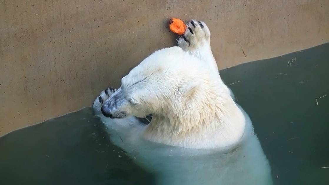 Медвежата Белка и Стрелка пытаются спрятать красную трубу под лестницу, а потом опять вытащить ее.