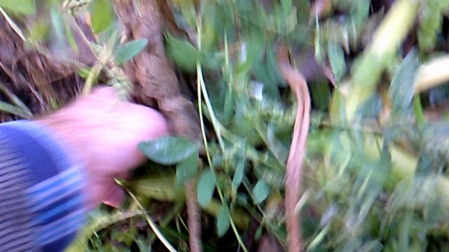 "Поросла через другую тыкву" - Богатырская Сила !