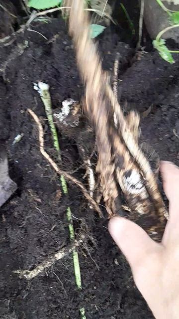 Копаем корень хрена