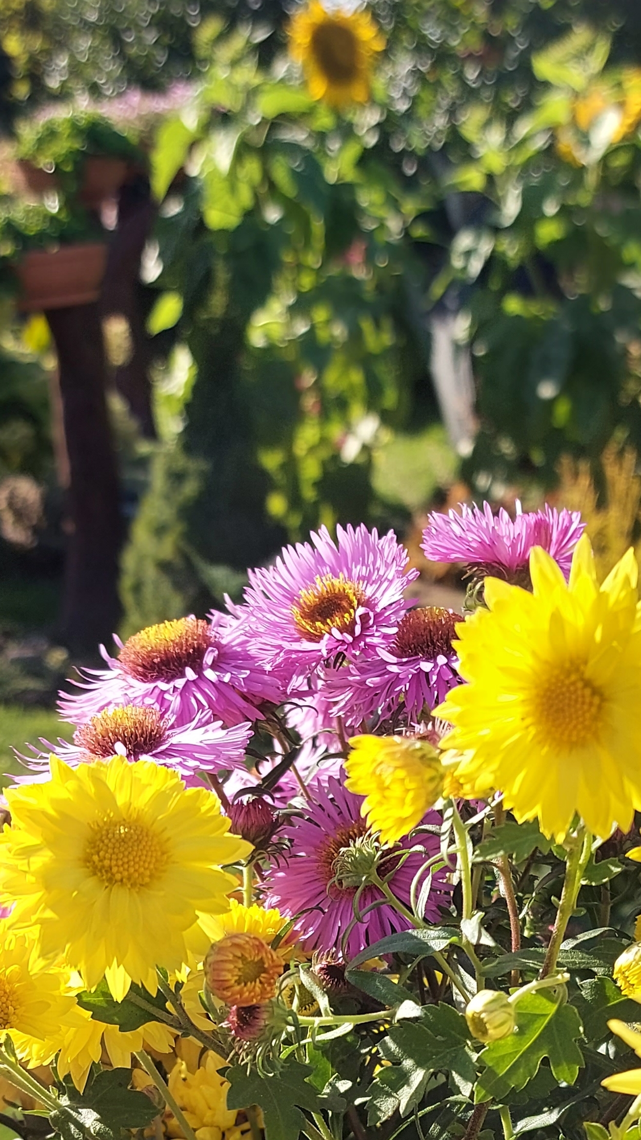 Осенний букет💛💜