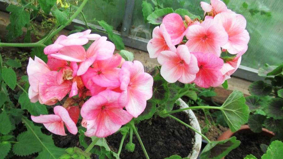 Обрезка пеларгонии осенью: всегда ли нужно обрезать на пень