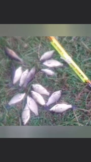 После работы порыбачил на Старице🎣 Рыбачил на маховое удилище🎣