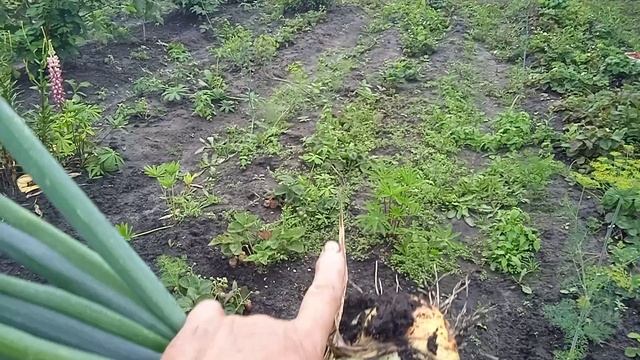 Убираю🧅🧅 Лук ШТУТГАРТЕН РИЗЕН посаженный по Ремонтантной🍓 Клубники.  ОБЗОР!!!   Моё МНЕНИЕ!!!🙂