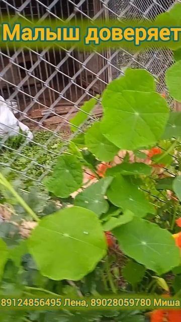 Вместе навряд ли кто то заберёт