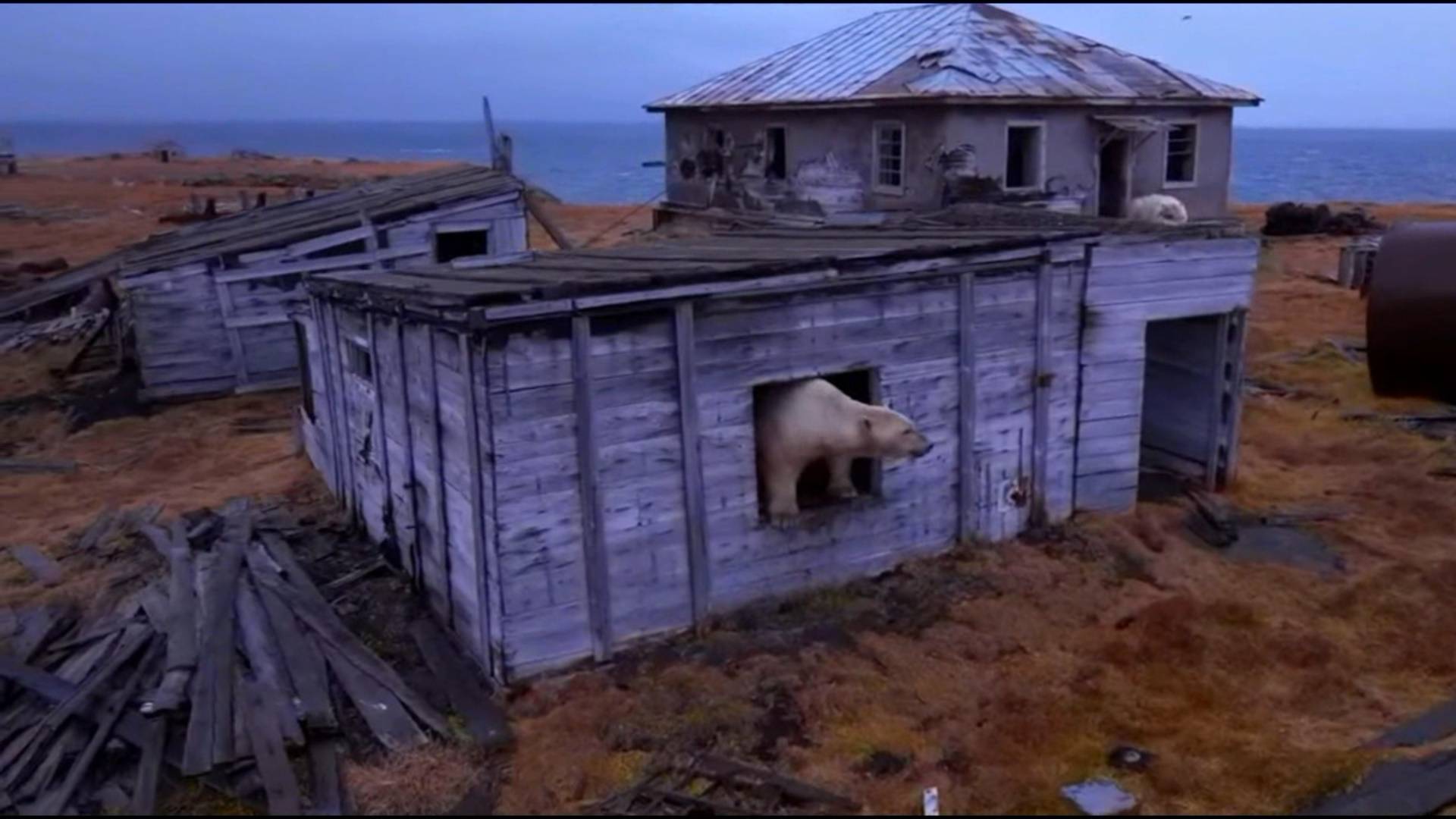 Белые медведи на заброшеной метеостанции на острове Колючин