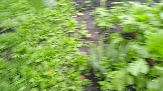 22.7.25г.  ЛИВНИ!!!  Не МОГУ выполоть Огород 😥    Свекла МУЛАТКА и КОЗАК!!!  Моё МНЕНИЕ👍👍👍🙂.