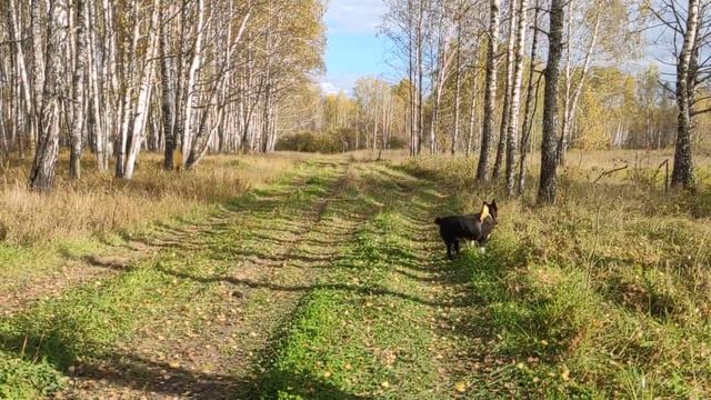 Канадский волк - гибрид. Конец сентября, последние тёплые дни.