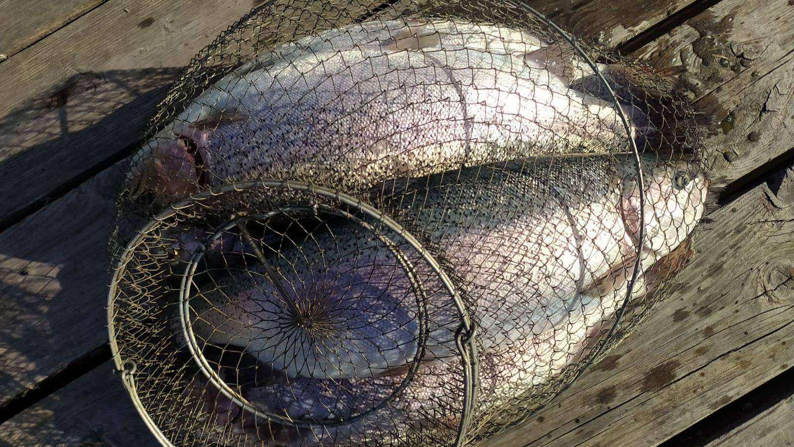 FISHERIX. 26 сентября 2025 года