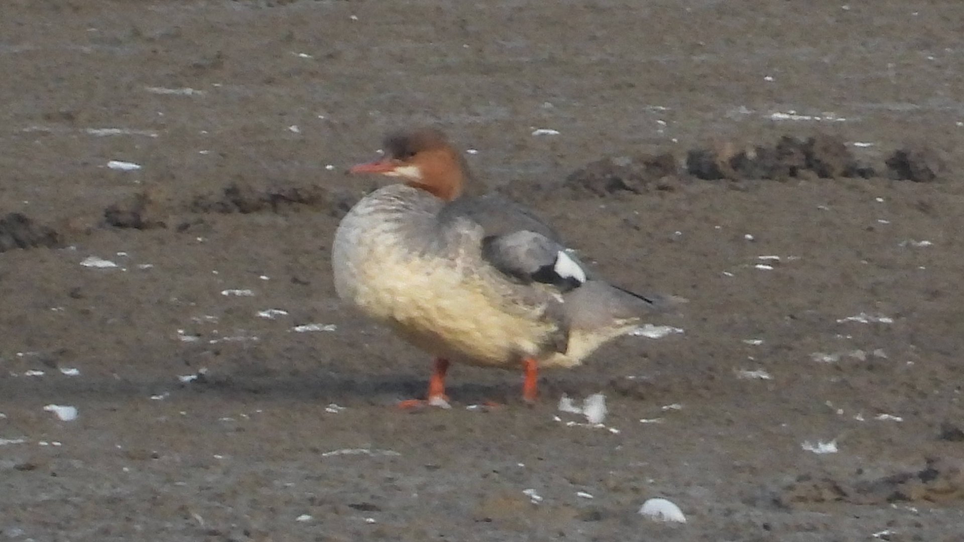 Крохаль, стая чистит пёрышки, наблюдение птиц в Новгородской области, 27 сентября 2025