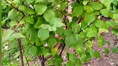 Как обрезать войлочную вишню осенью правильно для хорошего урожая