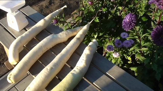 Лучший сорт дайкона