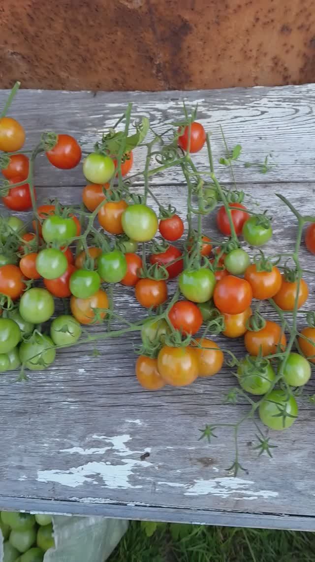 Такой сорт помидор мы выращиваем.