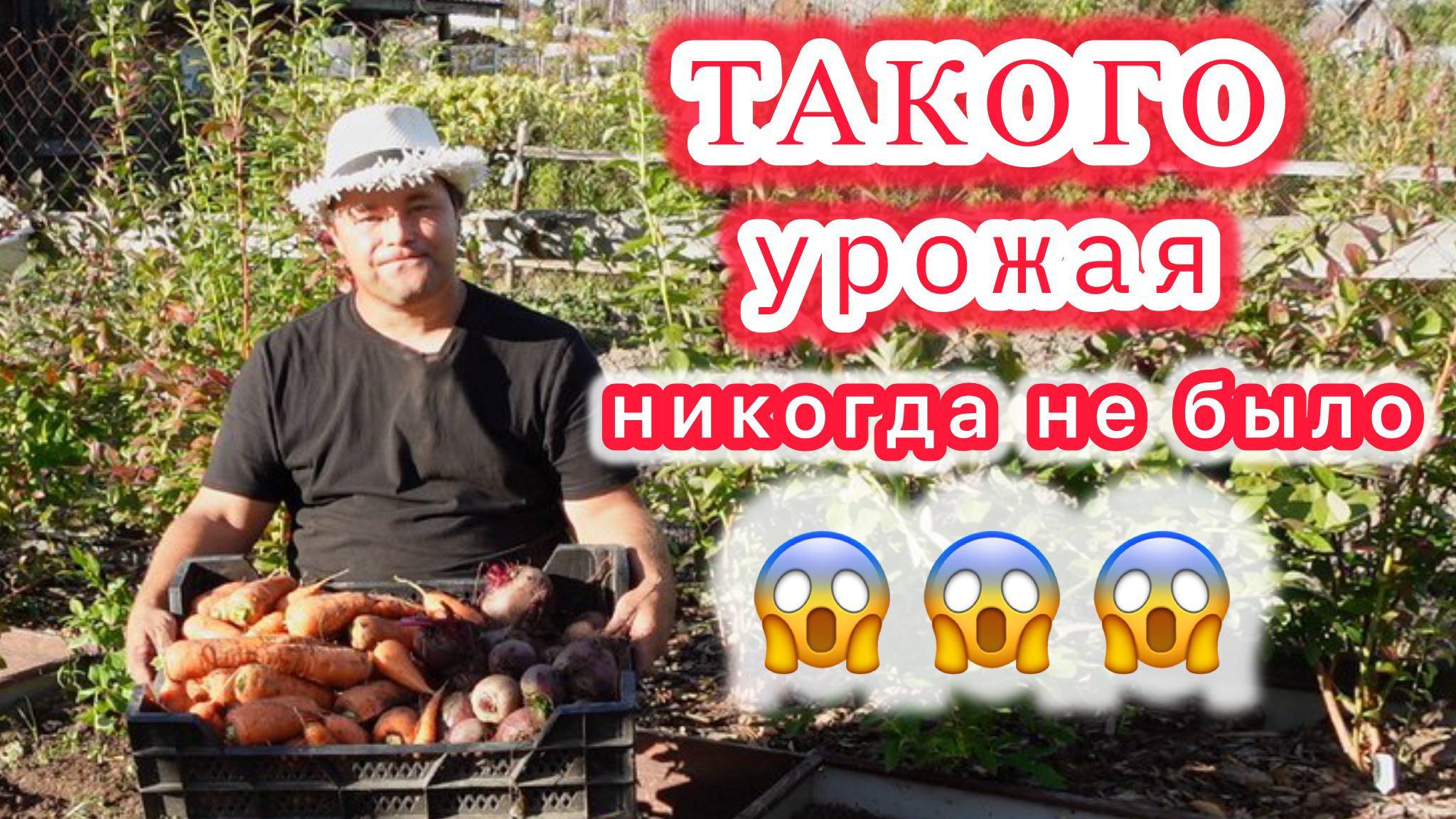 Убираем морковь и свеклу. Готовим грядки под посадку чеснока и лука.