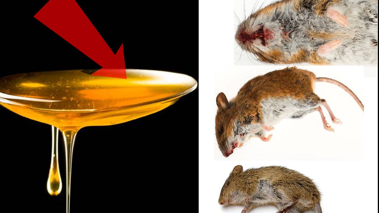 Как За 3 Секунды избавиться от мышей!