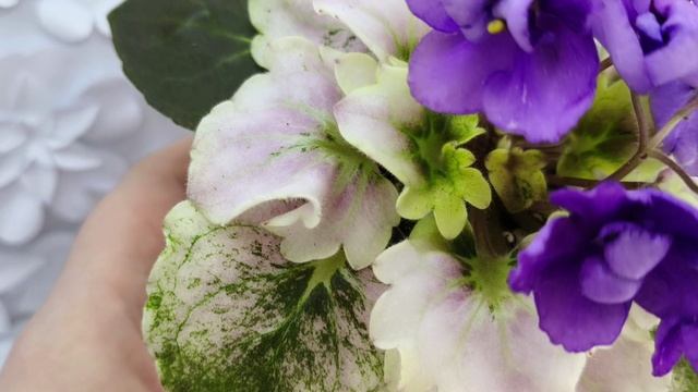 Фиалка АВ-Корзиночка с Ежевикой