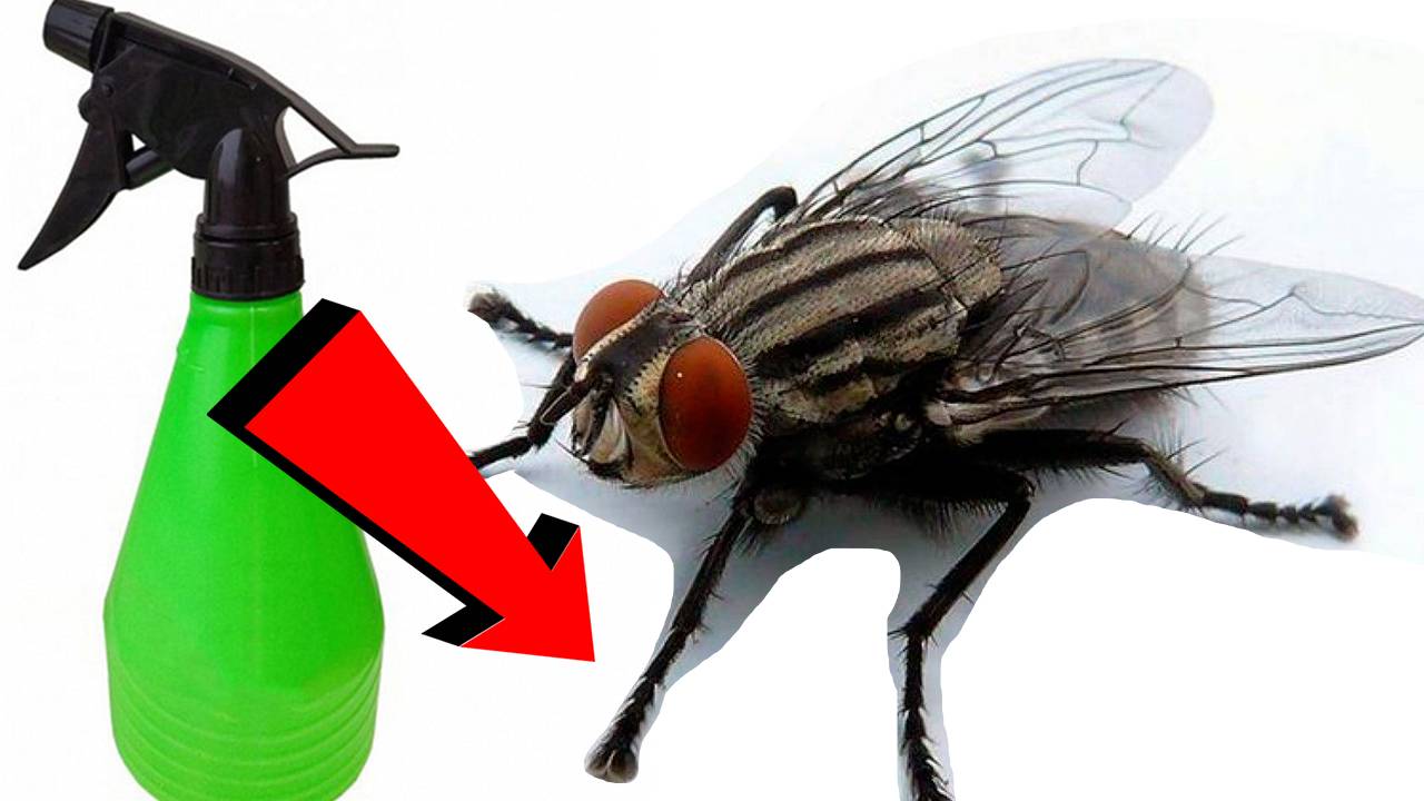 Как избавиться от мух за 3 Секунды..!!!.!!.!!!