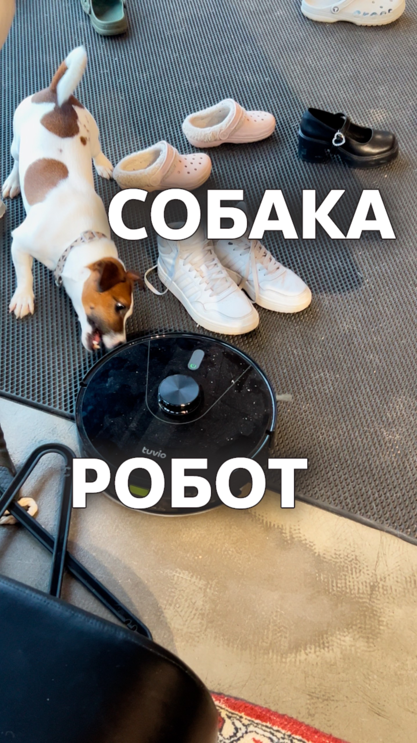 Собака и Робот Пылесос