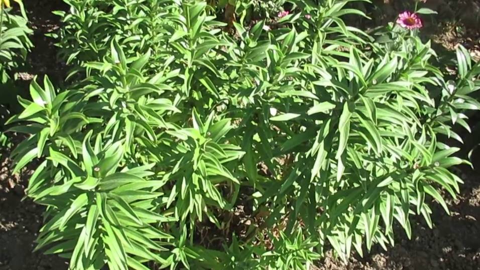 Что делать с лилиями в августе после цветения