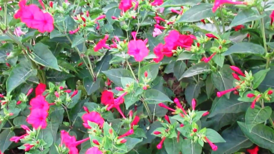 Цветок Ночная красавица выращивание и подкормка