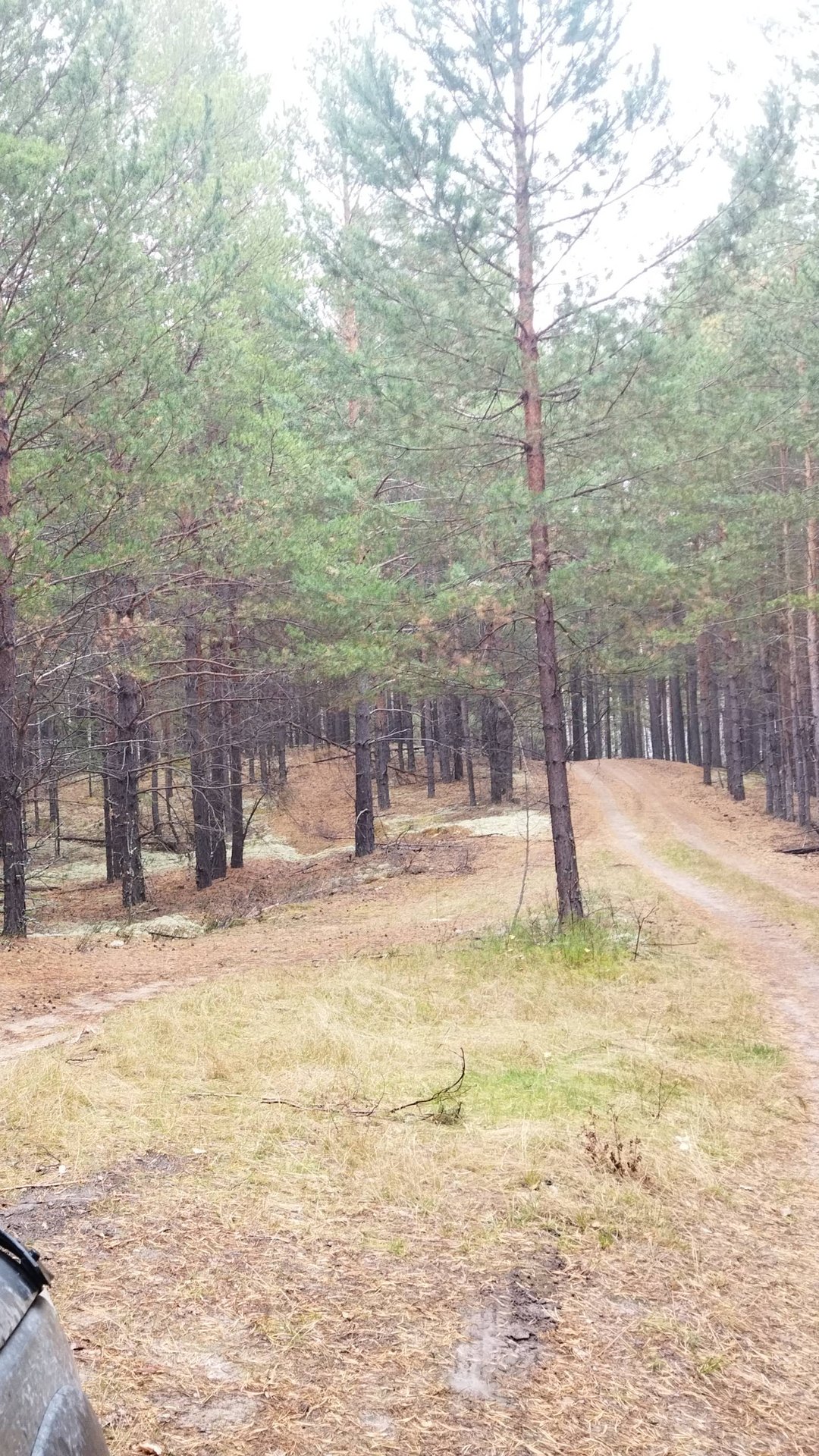 ГРИБЫ БОРОВИКИ