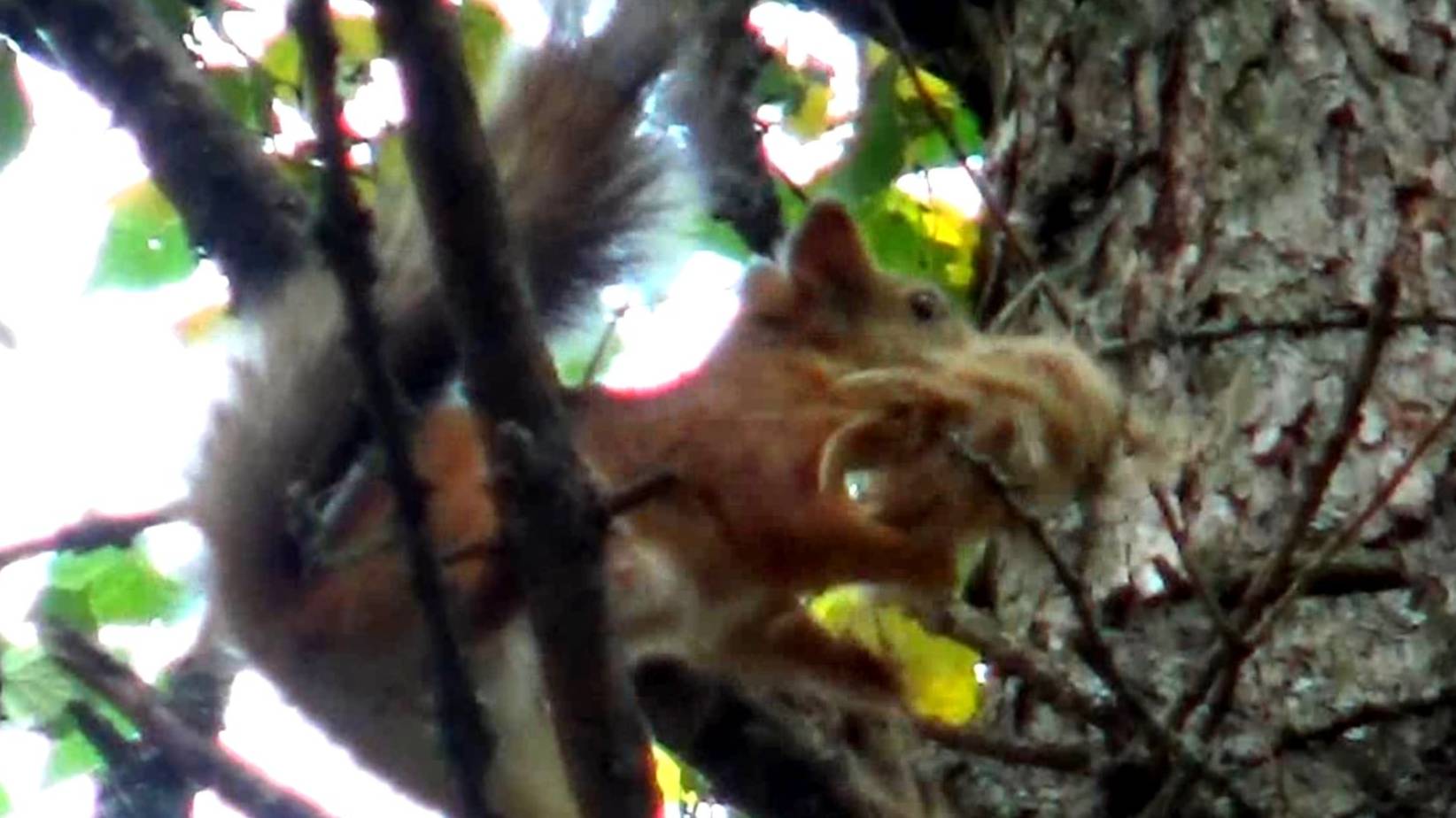 Белка осенью в Фатьяновском парке города Вязники