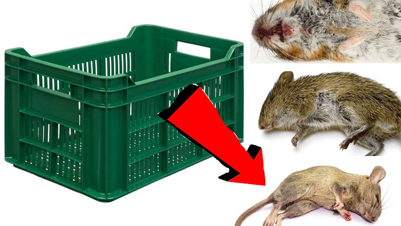 Мышеловка За 3 Секунды!