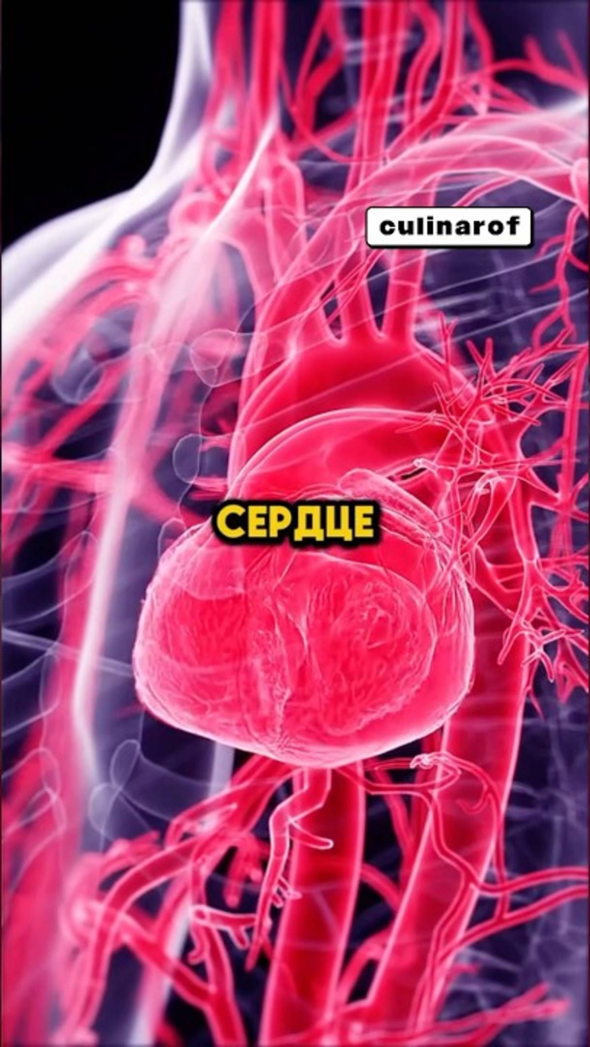 ЕРШИК для твоих сосудов👍 #здоровье #еда #рекомендации