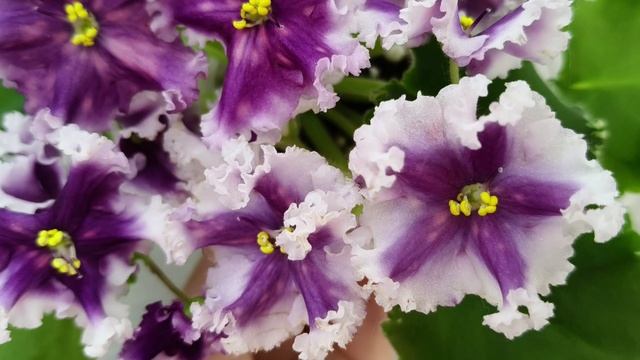 Фиалка МТ-Сладкая Фантазия