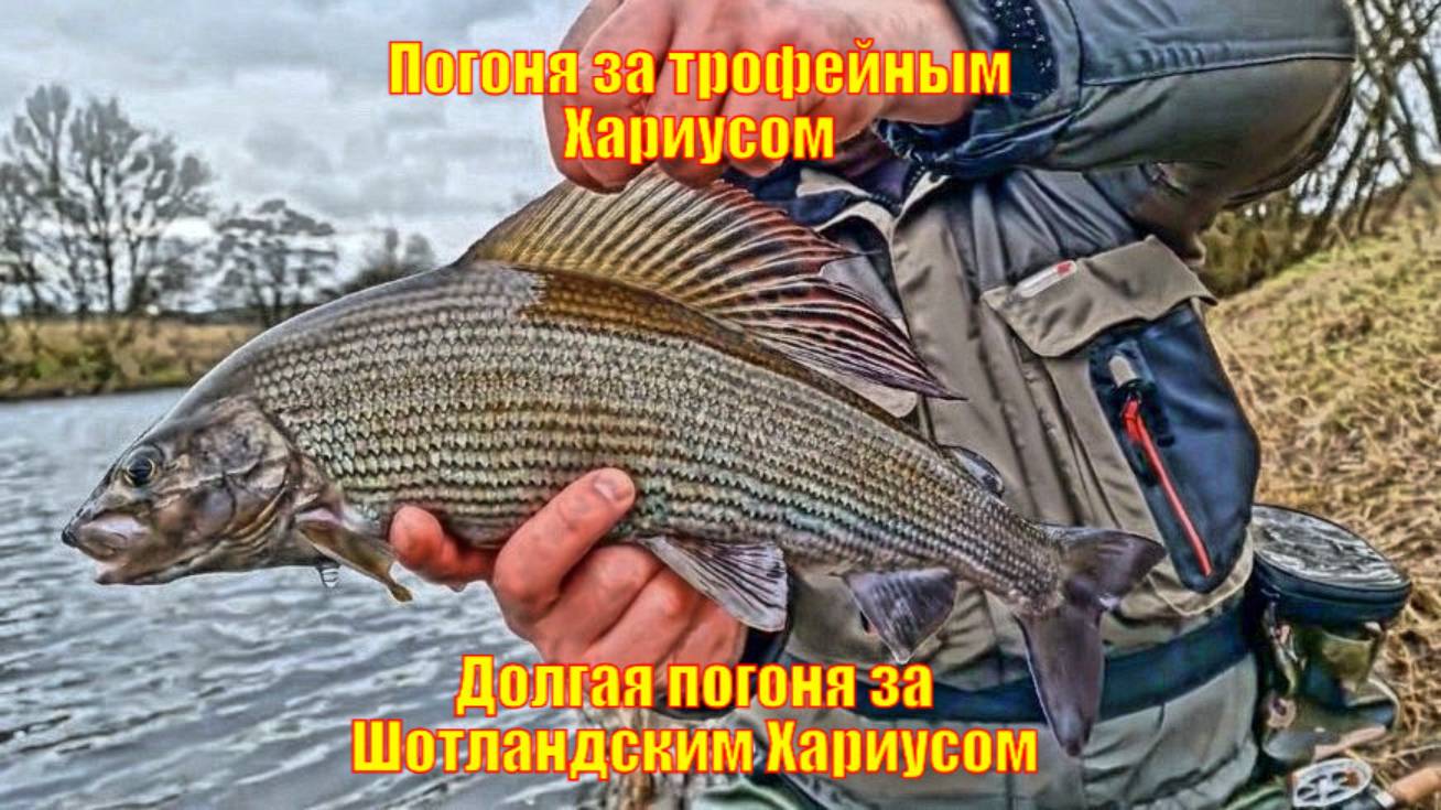 Погоня за трофейным Хариусом. Долгая погоня за Шотландским Хариусом.