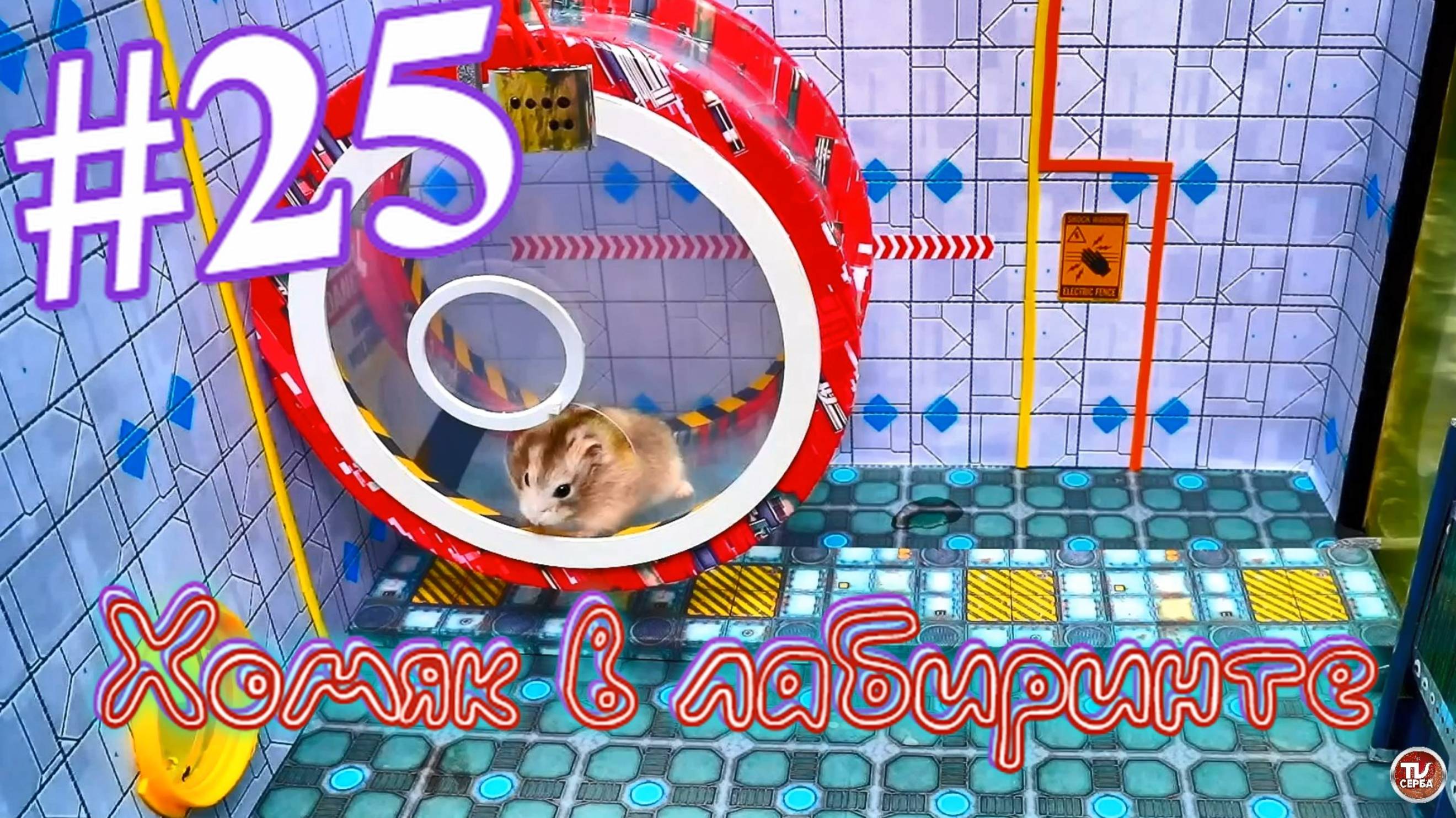 Хомяк в лабиринте (25 серия)