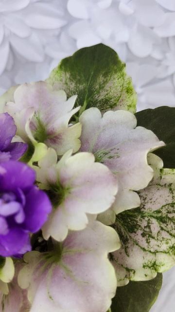 Фиалка АВ-Корзиночка с Ежевикой