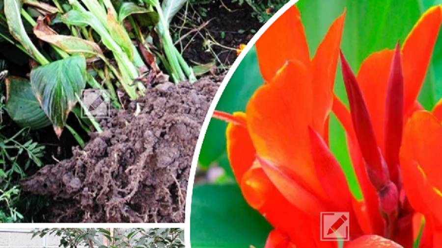 Когда выкапывать канны осенью и как хранить зимой