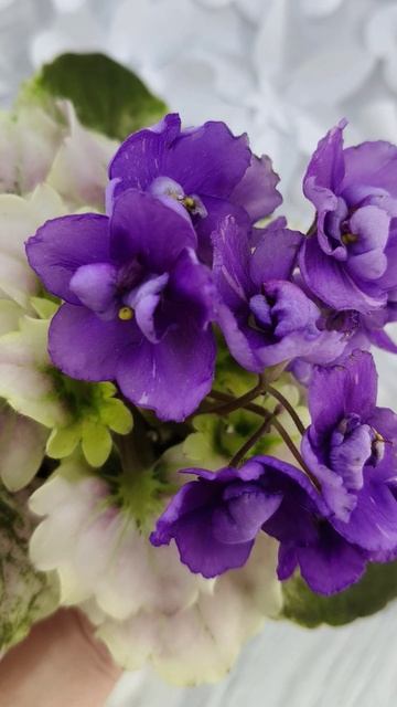 Фиалка АВ-Корзиночка с Ежевикой