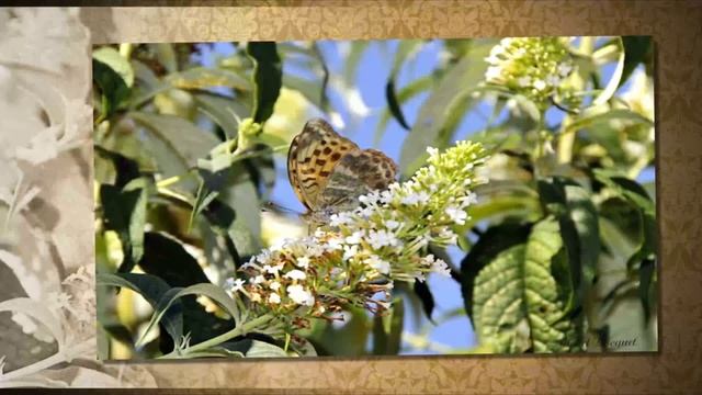 Ramio Lin - Осколки сердец