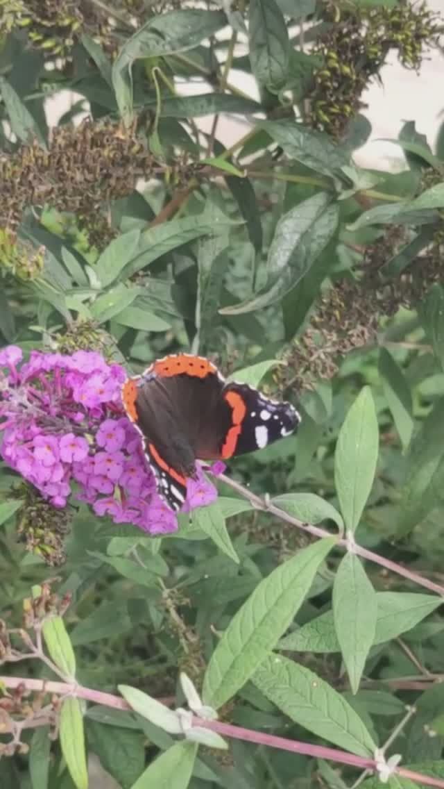 Буддлея — самый близкий аналог сирени.