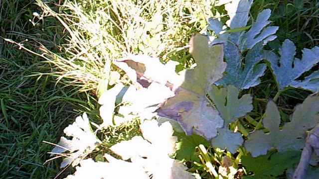 Обзор нашего кабачкового растения №3