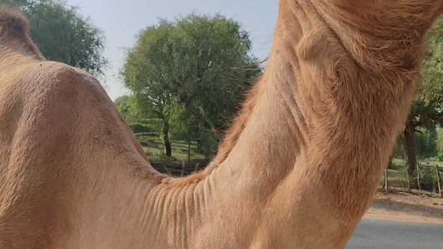 ОАЭ Верблюд по пути из Амм Эль Кувейн на Сафари 🐪 19.09.2025