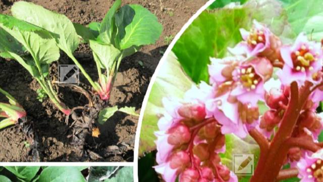 Пересадка бадана осенью деленками от материнского куста