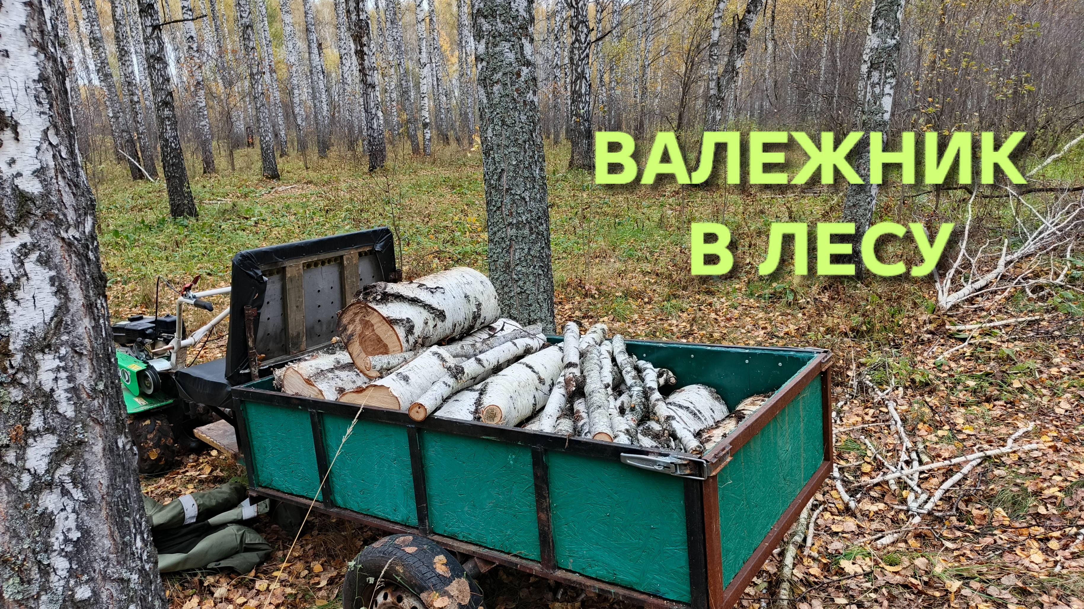 Какой валежник можно собирать Отправился в лес на мотоблоке за дровами