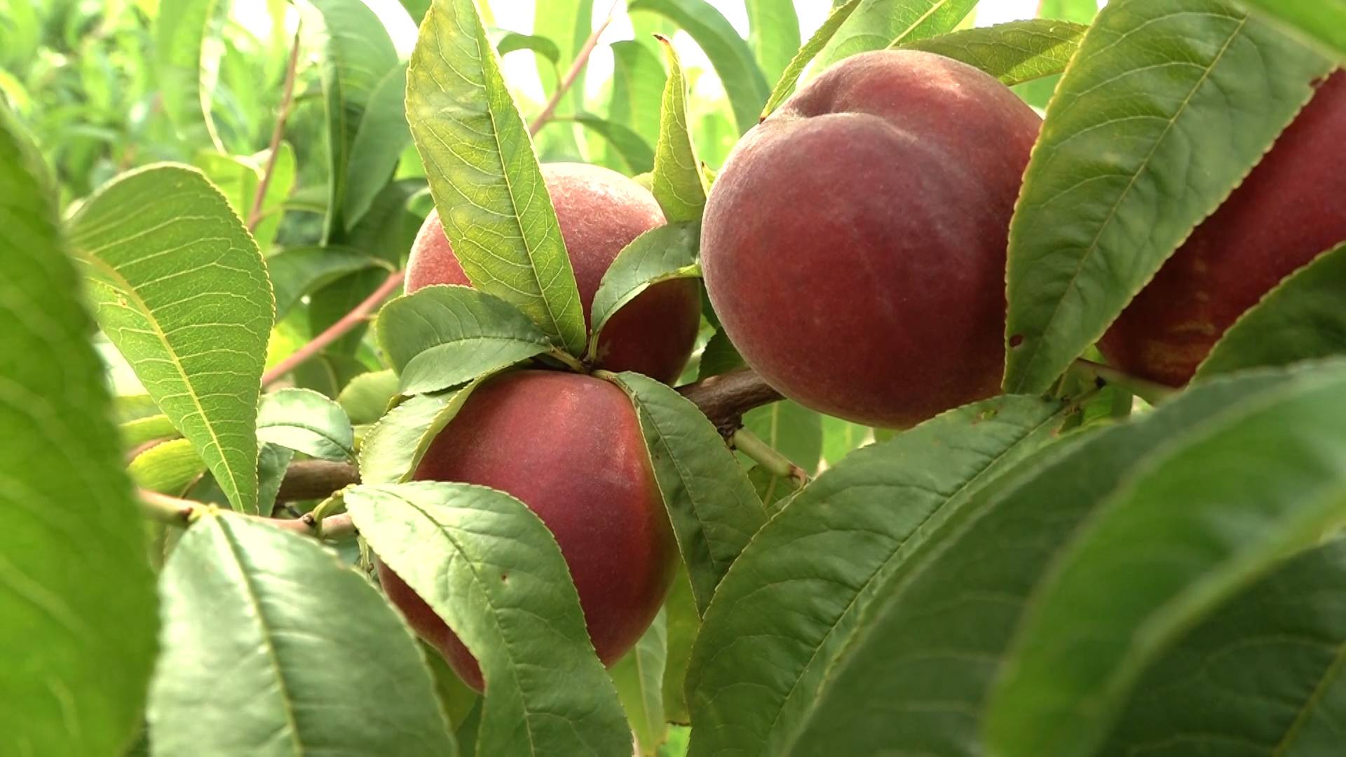 Мир сельского хозяйства. №83 Косточковые 09.09.2025