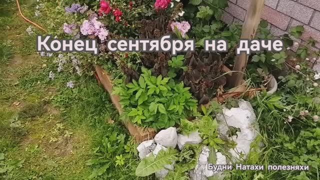 Осенние работы! Что растет и что дособирали!