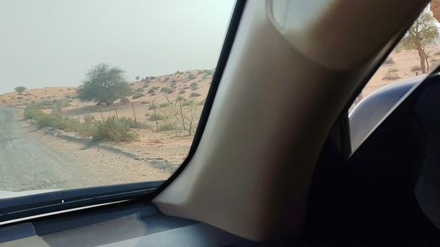 ОАЭ Газели, верблюды 29.09.2025