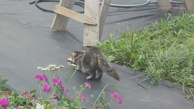 Дневник за 29 сентября: гостья в огороде, оплата за участок, букет