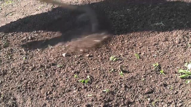 Хэерле иртэ 30.09.25