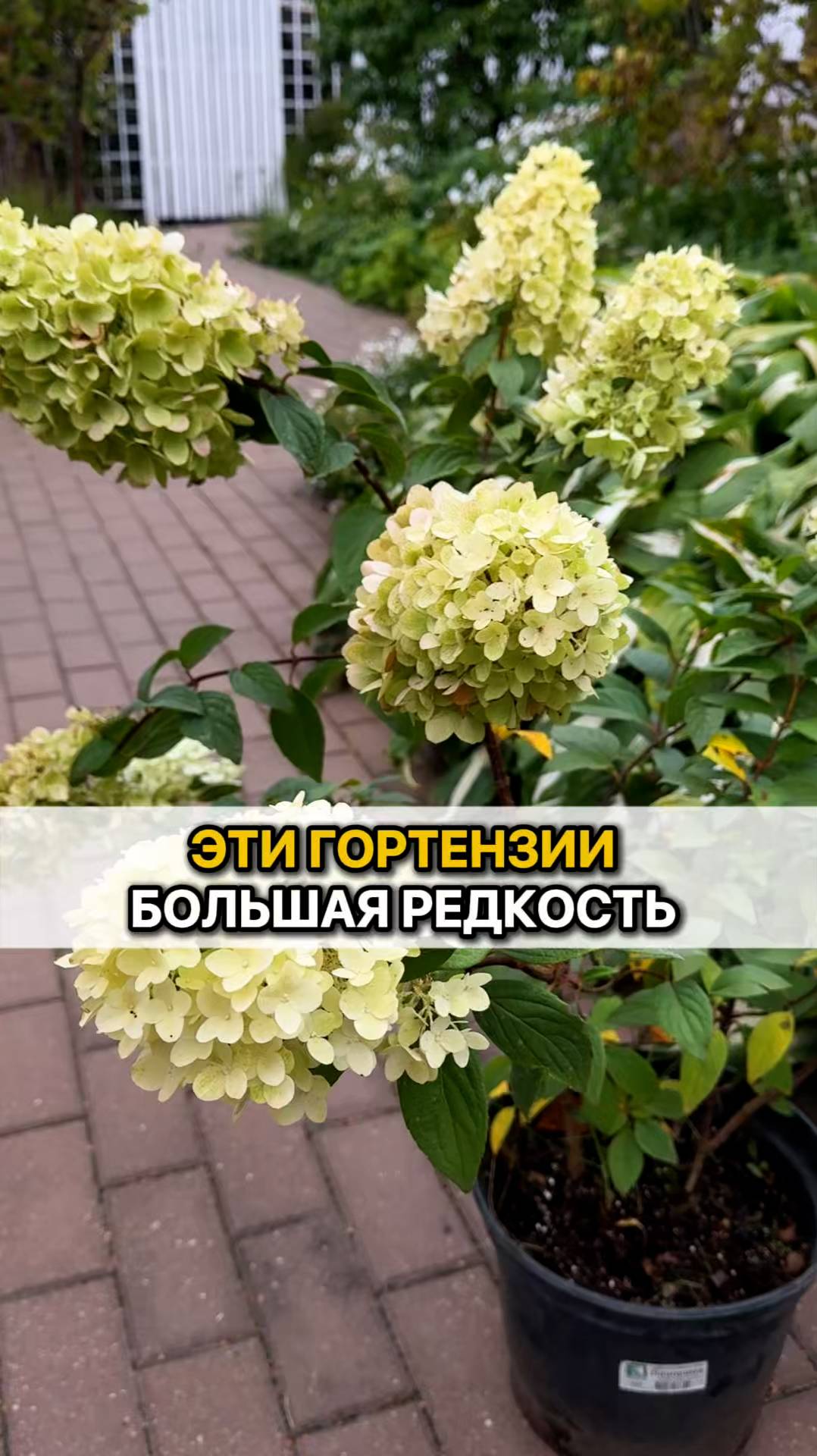 Эти 6 сортов гортензии хотят посадить все!