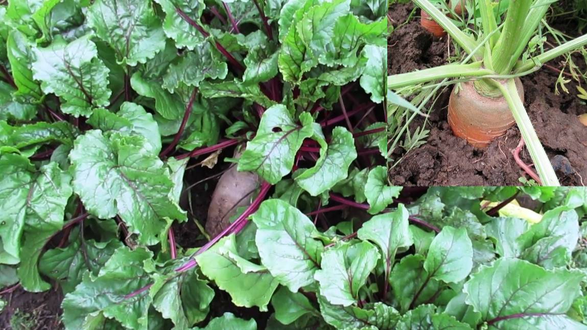 Когда выкапывать морковь и свеклу чтобы хорошо хранились зимой