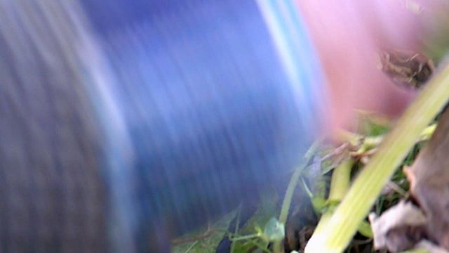 Обзор нашего тыкводромного кабачка