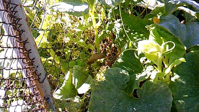 Тыква растёт дальше несмотря на то, что уже конец сентября