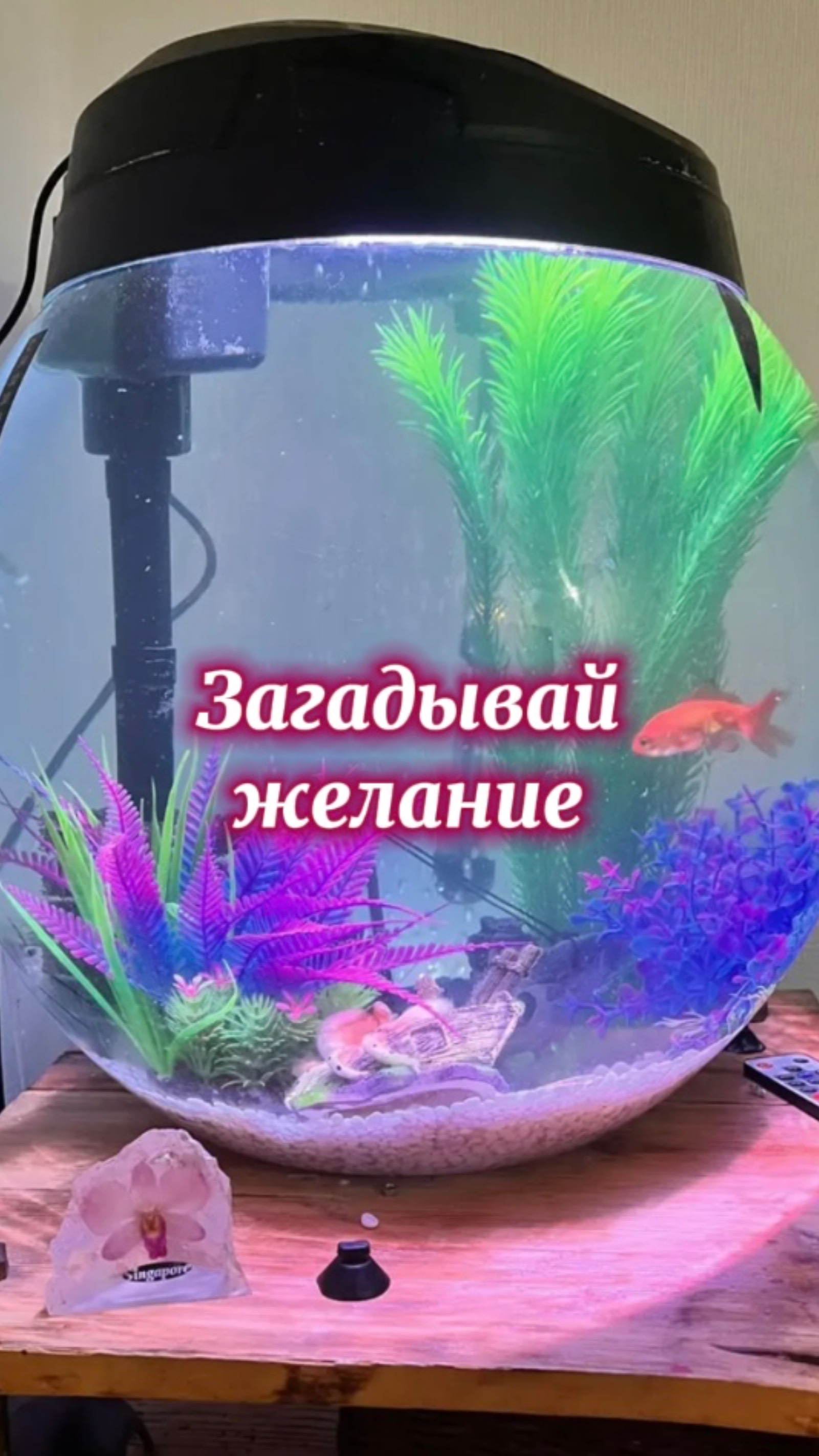 Новый питомец - золотая рыбка